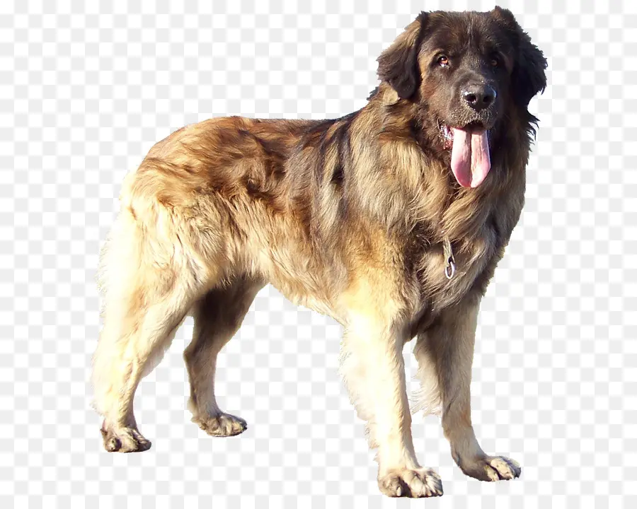 Leonberger，Sarplaninac PNG