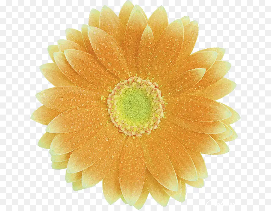 Flor Amarela，Florescer PNG