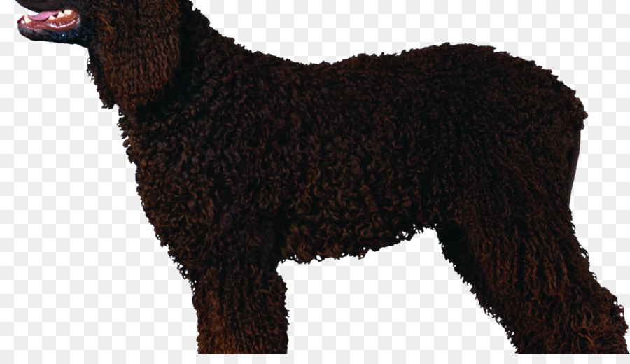 Irish Water Spaniel，Curlycoated Retriever PNG