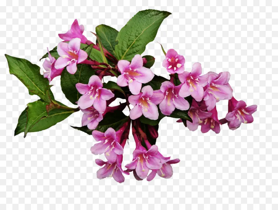 Flores Rosa，Florescer PNG