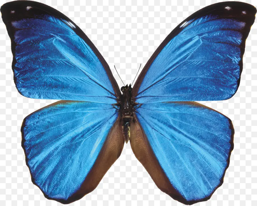 Borboleta Azul，Asas PNG