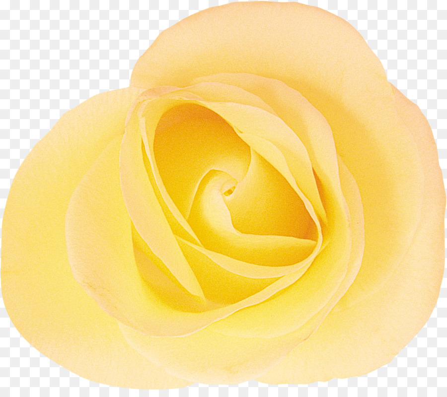 Rosa Branca，Florescer PNG