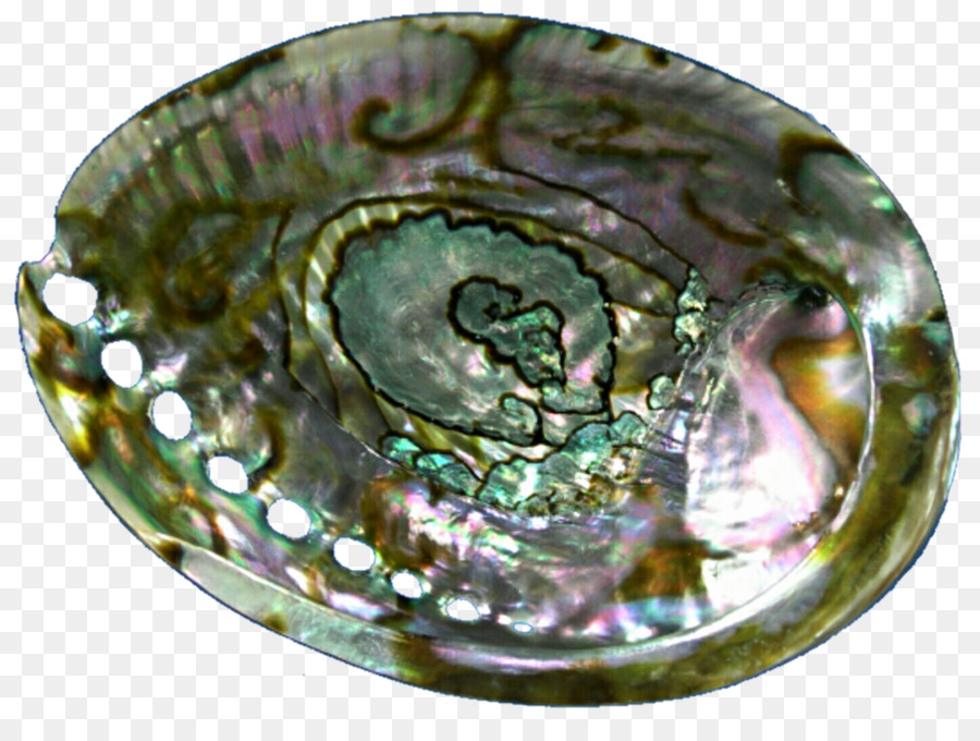 Concha De Abalone，Mar PNG