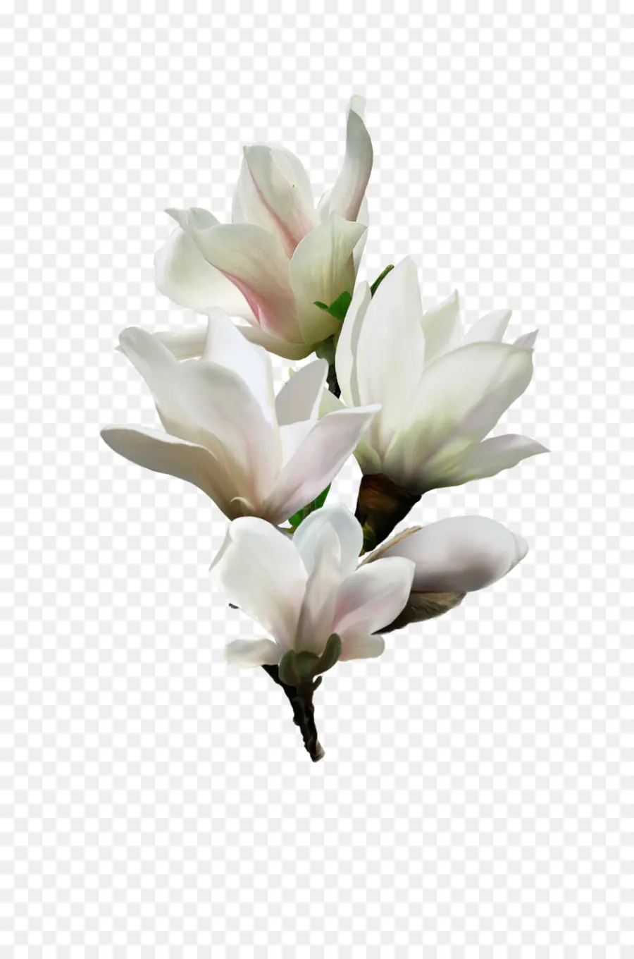Flor，Magnolia PNG