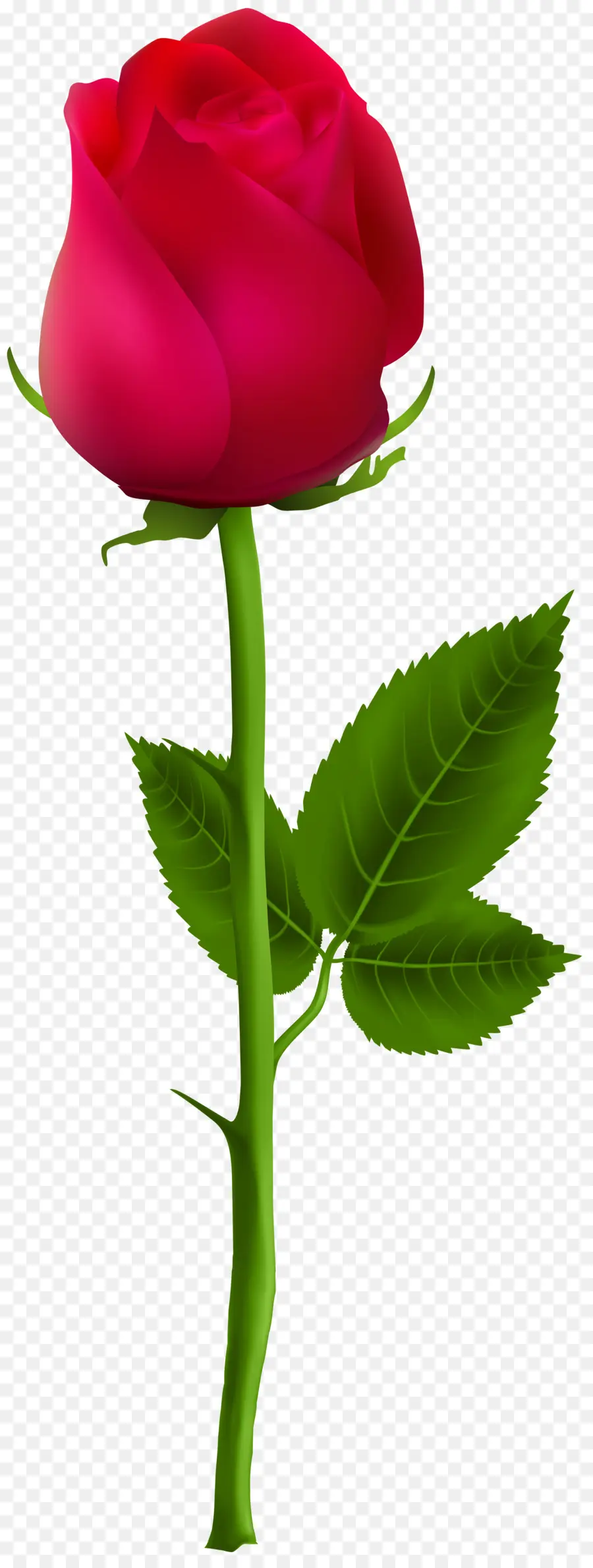 Rosa，Flor PNG