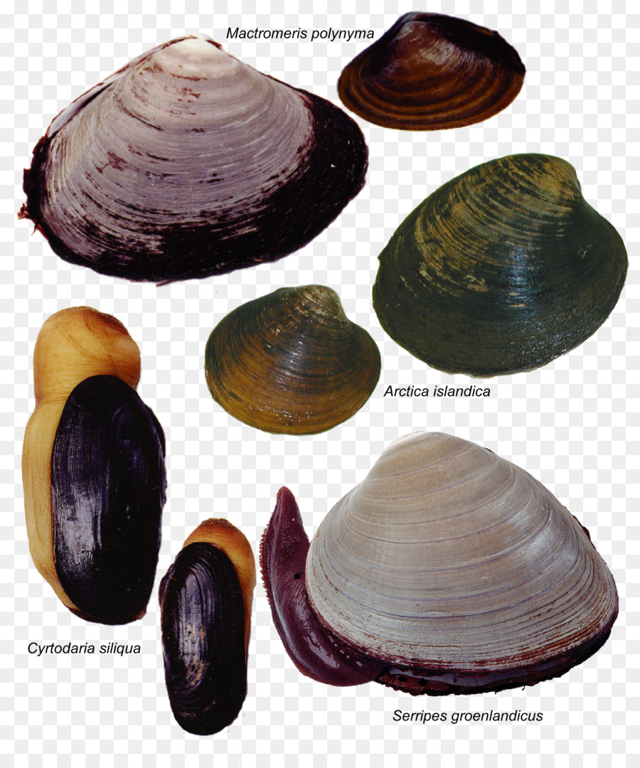 Amêijoas，Concha PNG