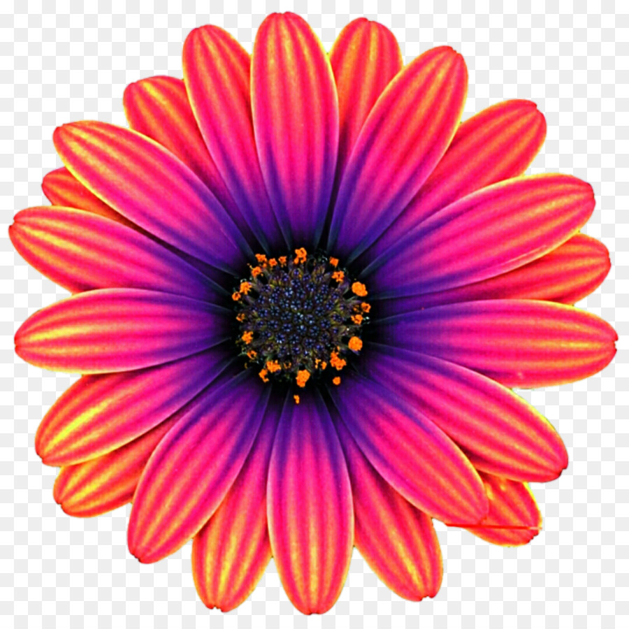 Flor，Florescer PNG