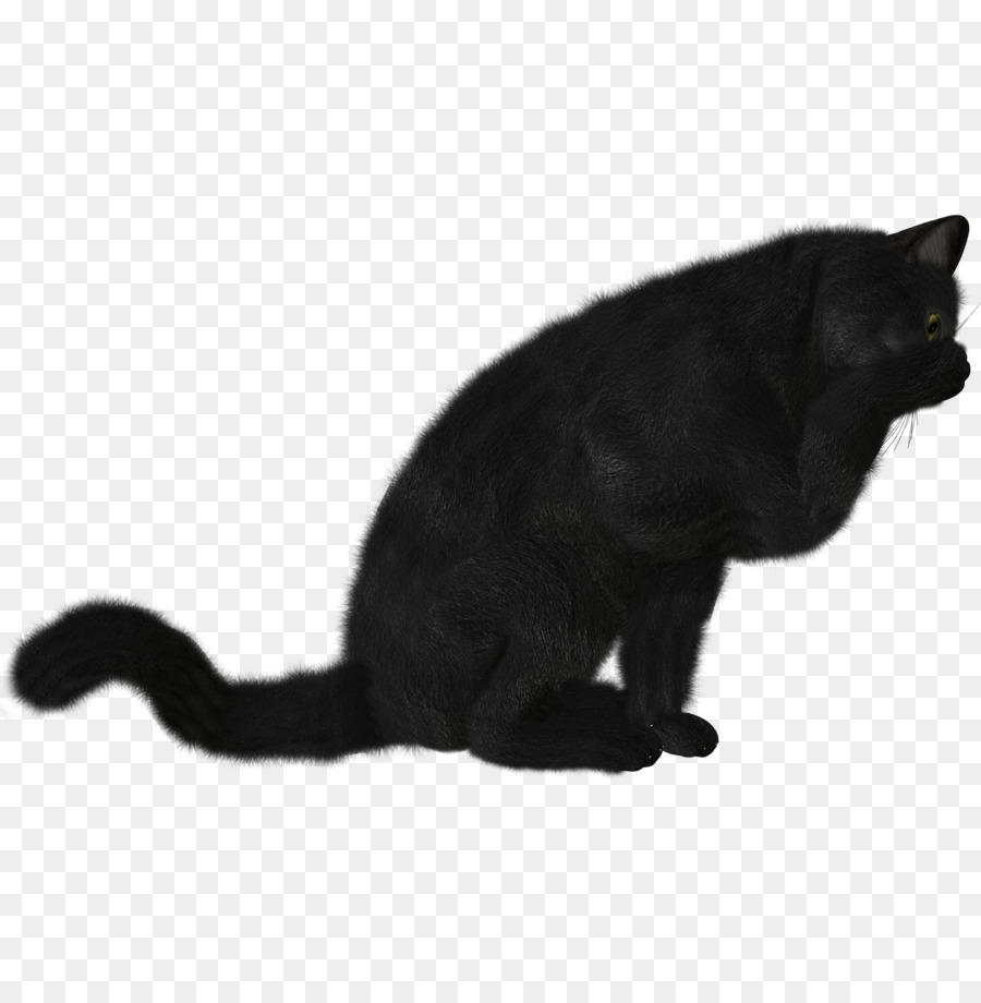 Gato Preto，Felino PNG