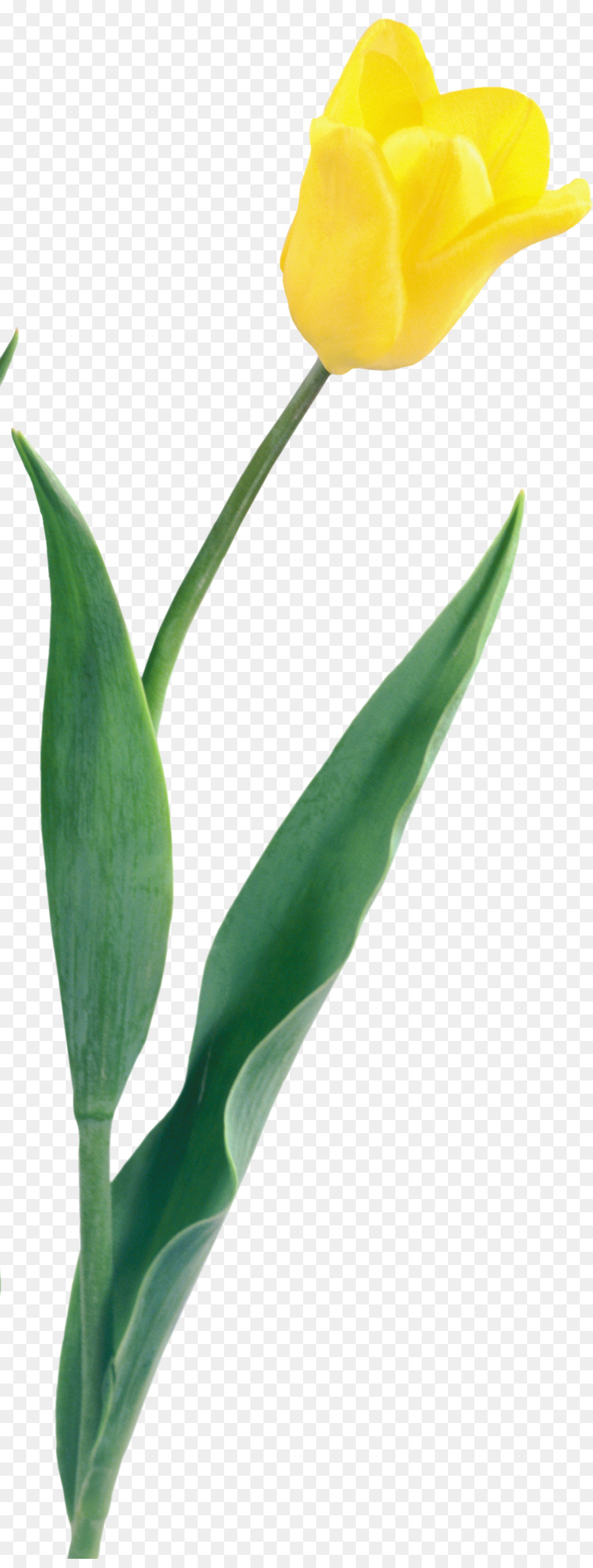 Tulipa Amarela，Florescer PNG