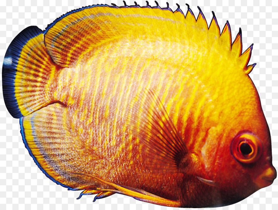 Peixe Amarelo，Tropical PNG