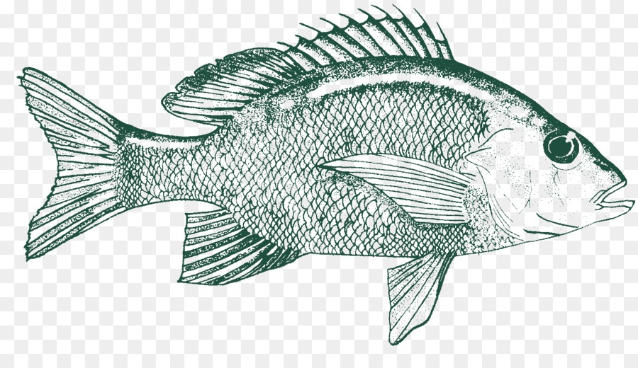 Peixe，Aquático PNG