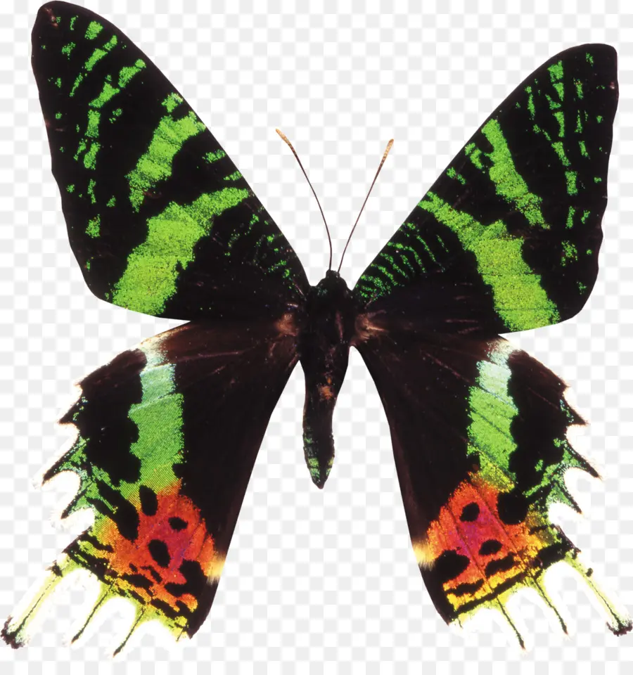 Borboleta，Asas PNG