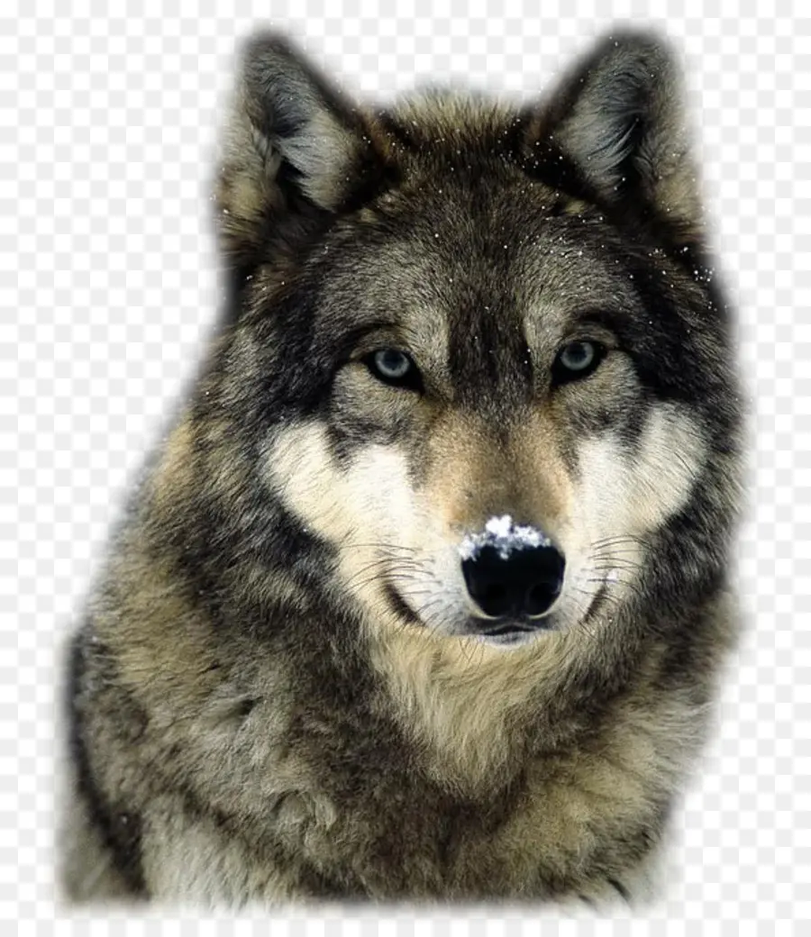Arctic Wolf，Pack PNG