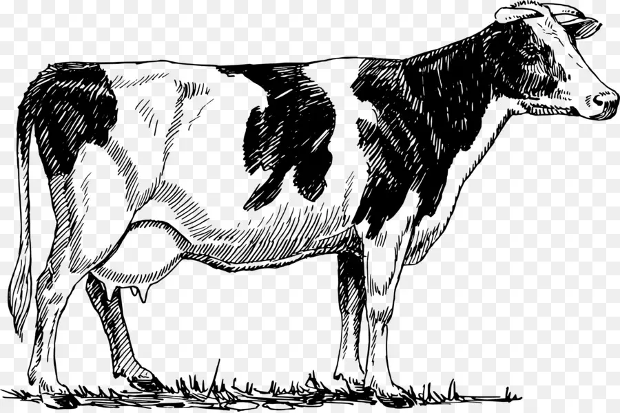 Holstein Frísia Gado，Desenho PNG