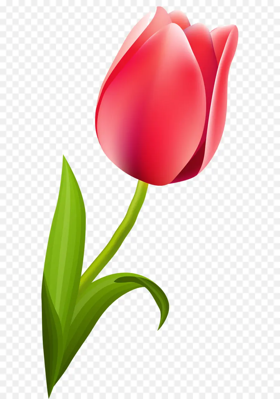 Tulipa Vermelha，Tronco PNG