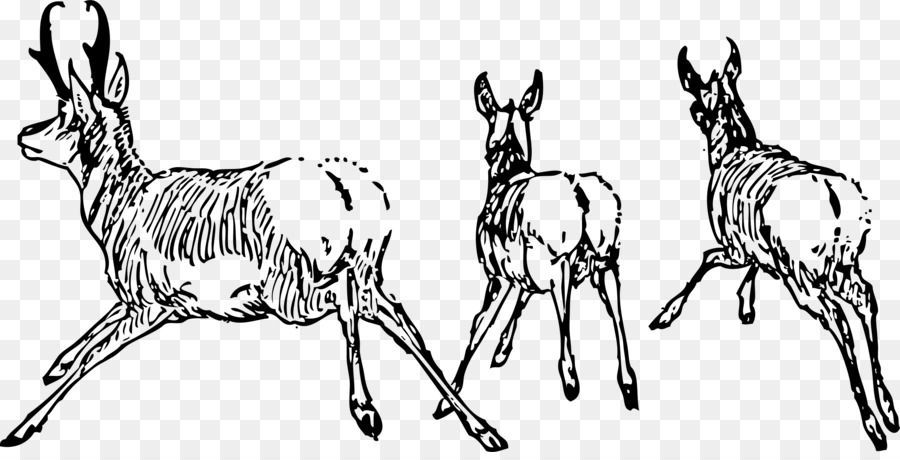 Antelope，Pronghorn PNG