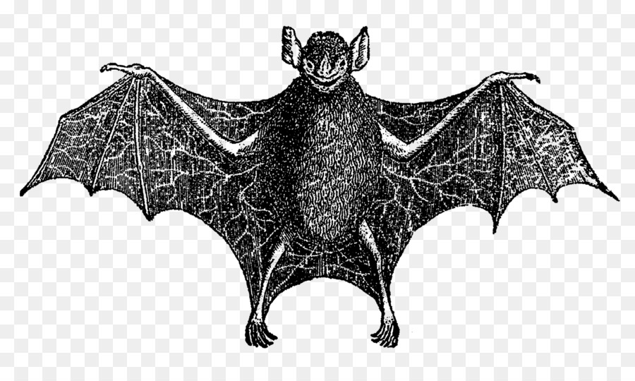 Bat，Imagem Digital PNG