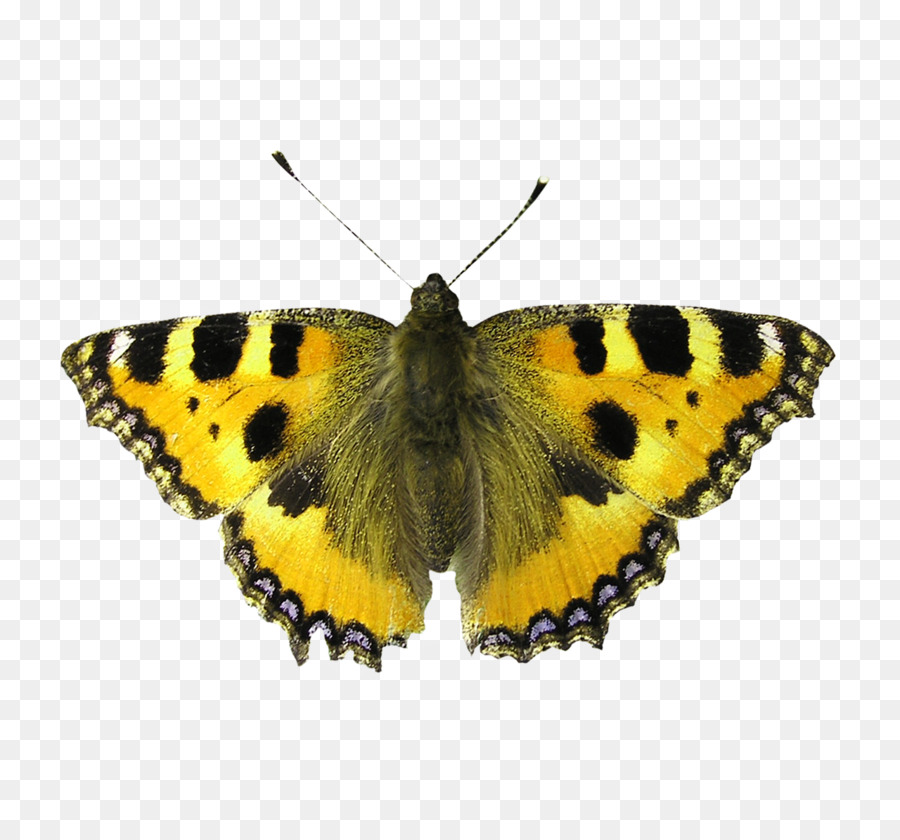 Borboleta，Marrom PNG