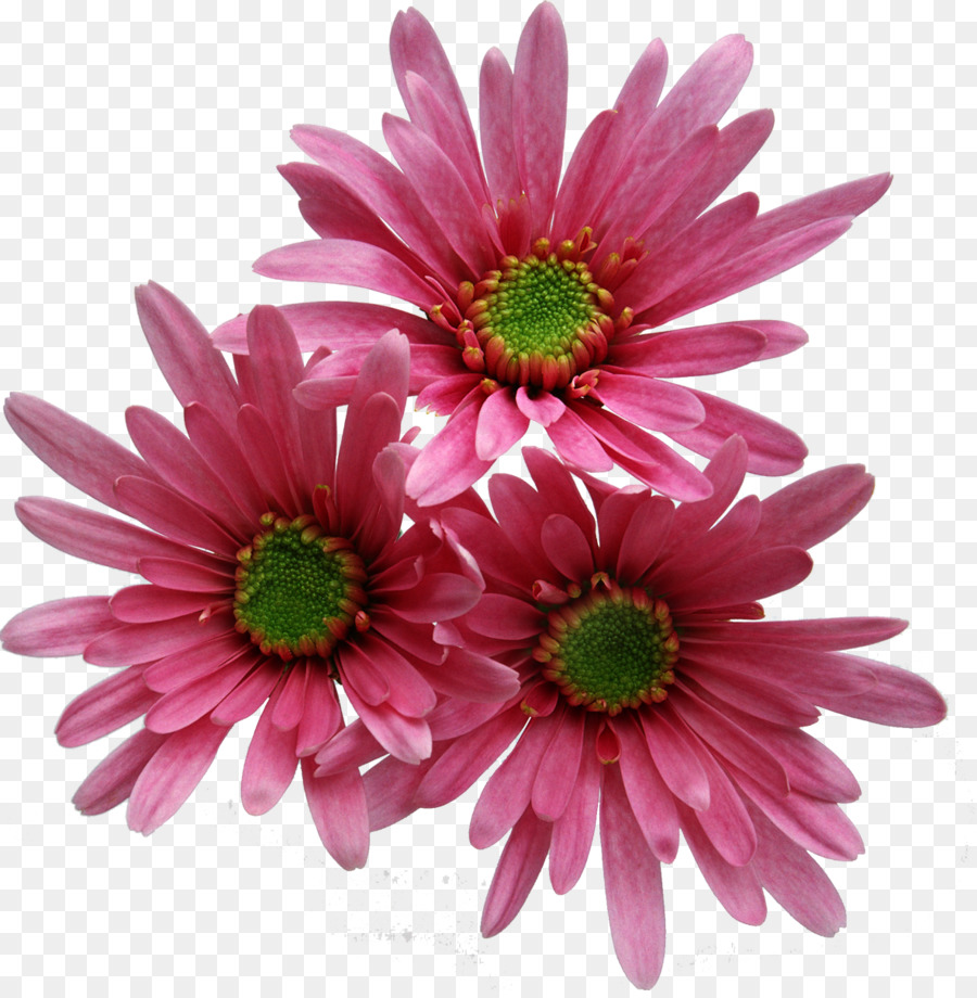 Flor，Florescer PNG