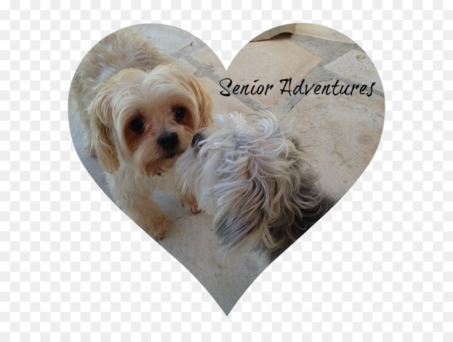 Morkie，Shih Tzu PNG