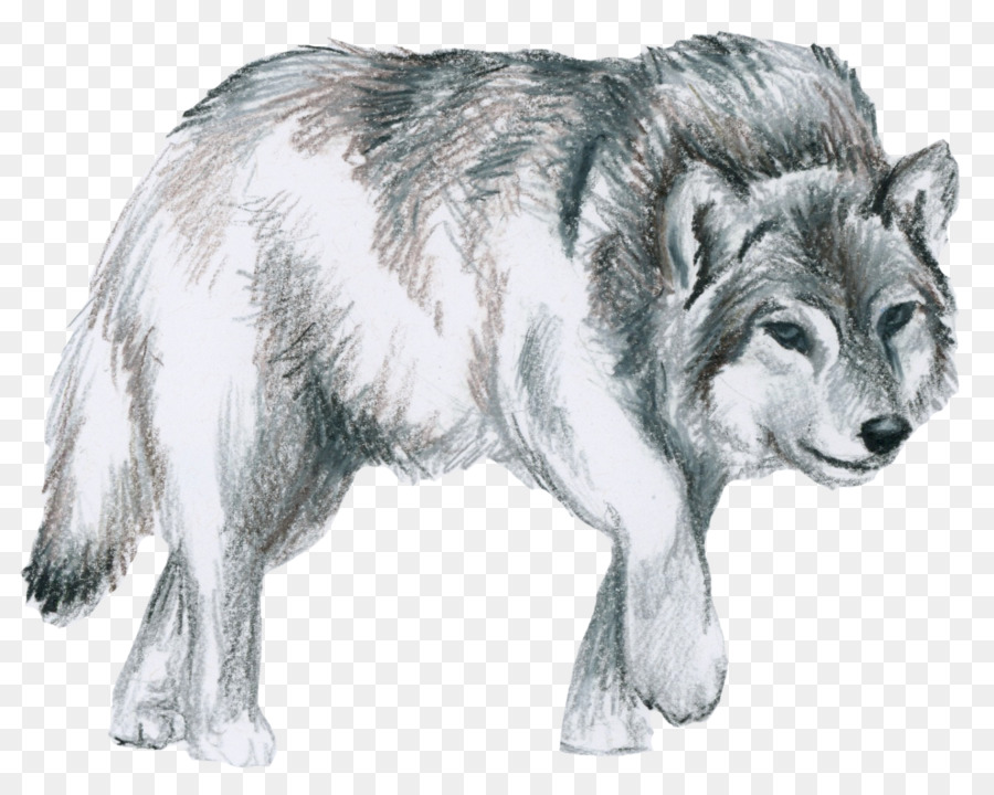 Saarloos Wolfdog，Native American Indian Cão PNG