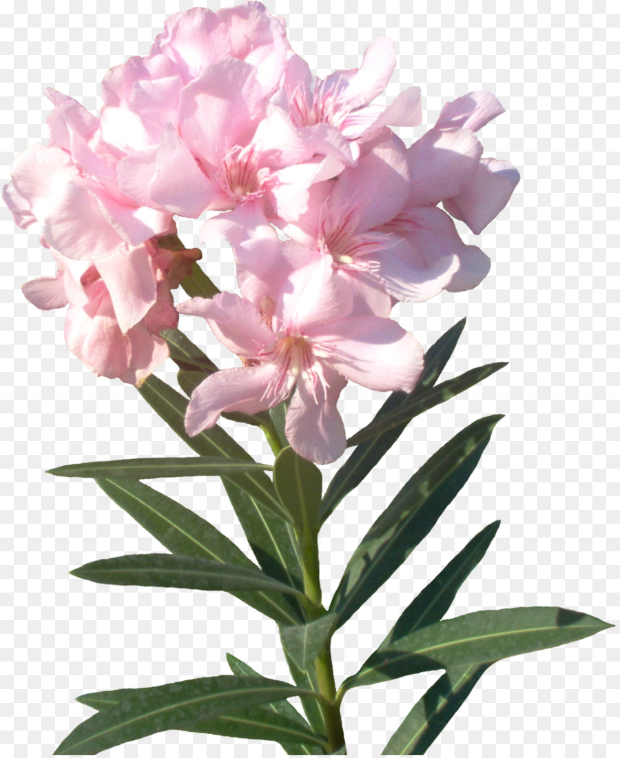 Flores Cor De Rosa，Florescer PNG