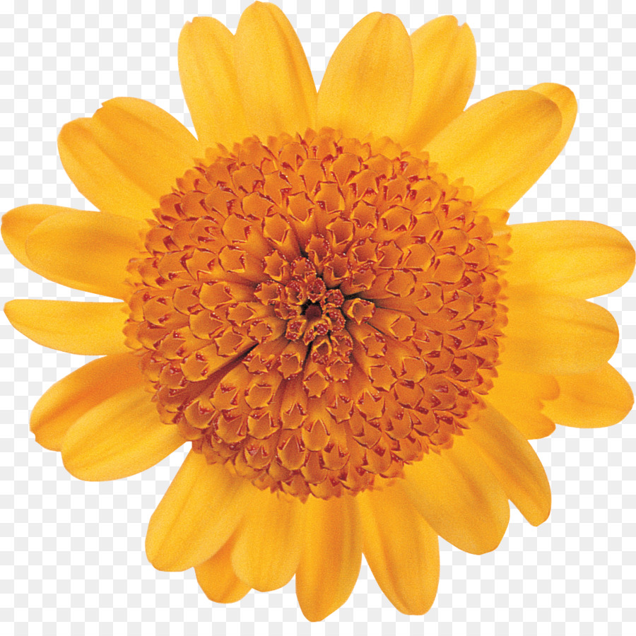 Girassol Amarelo，Plantar PNG