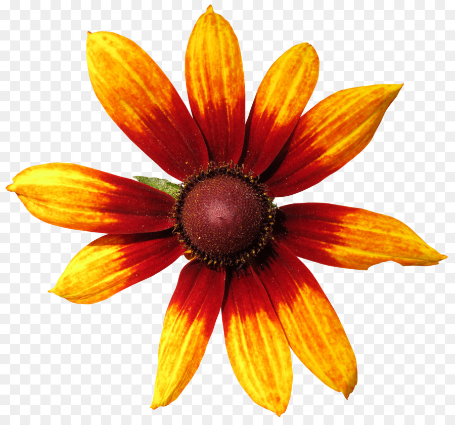 Flor Vermelha，Flor PNG