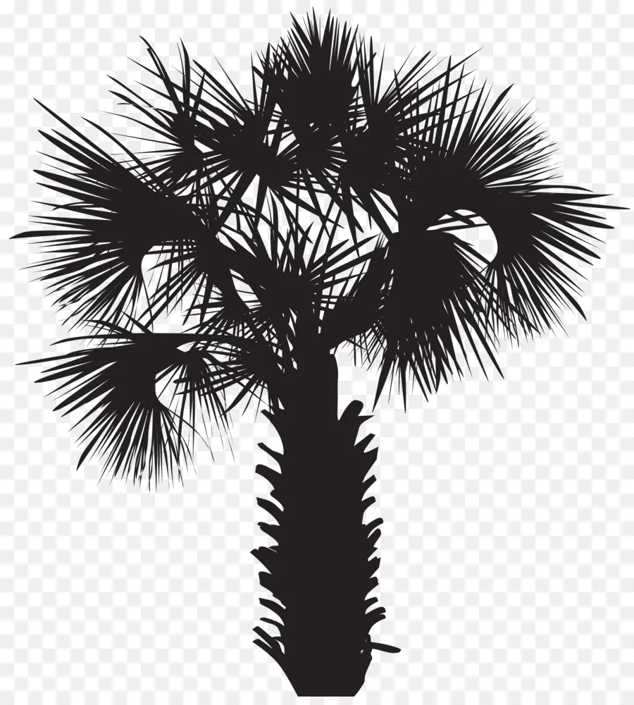 Arecaceae，Desenho PNG