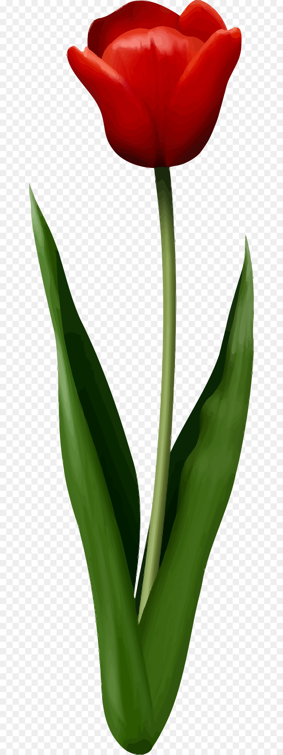 Tulipa Vermelha，Tronco PNG