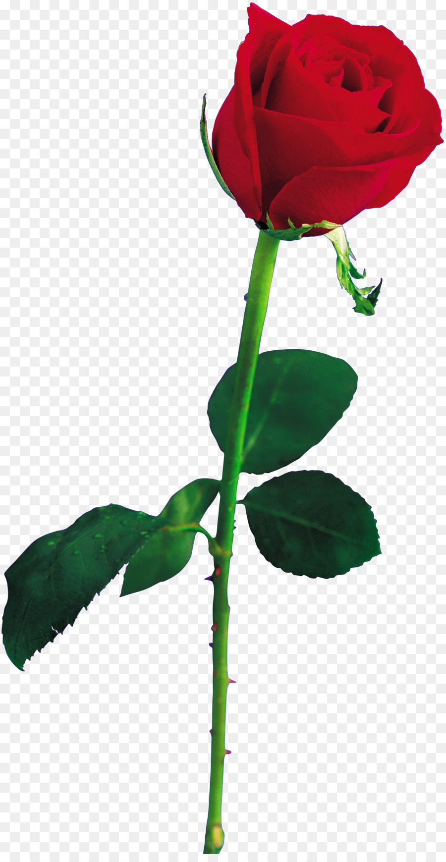 Rosa，Vermelho PNG