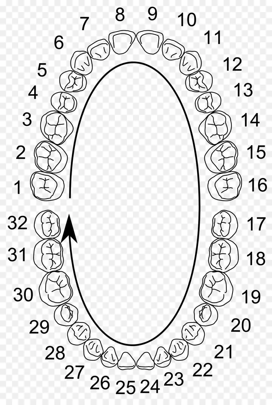 Sistema Universal De Numeração De，Notação Dental PNG