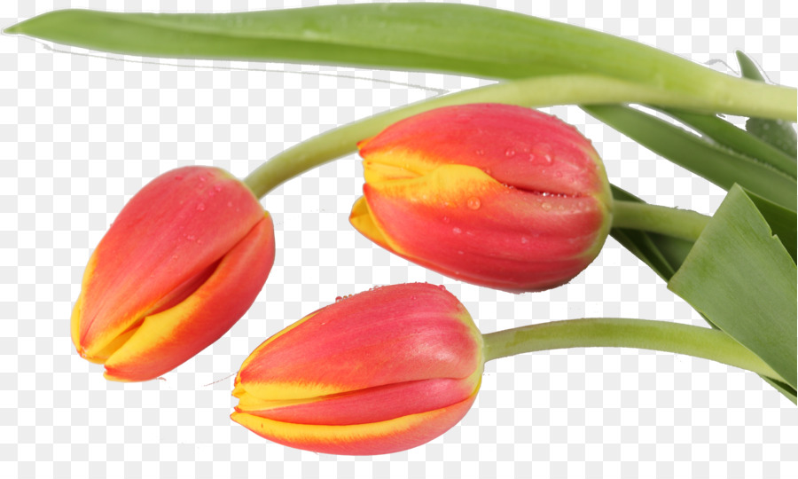 Tulipas Amarelas，Tulipas PNG