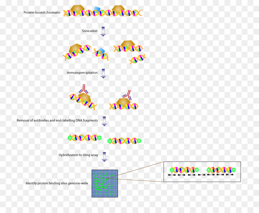 Ladrilhos Matriz，Imunoprecipitação Da Cromatina PNG