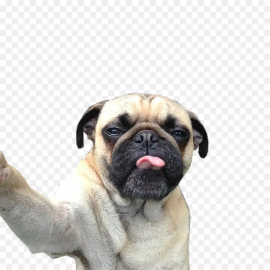 Pug，Gato PNG