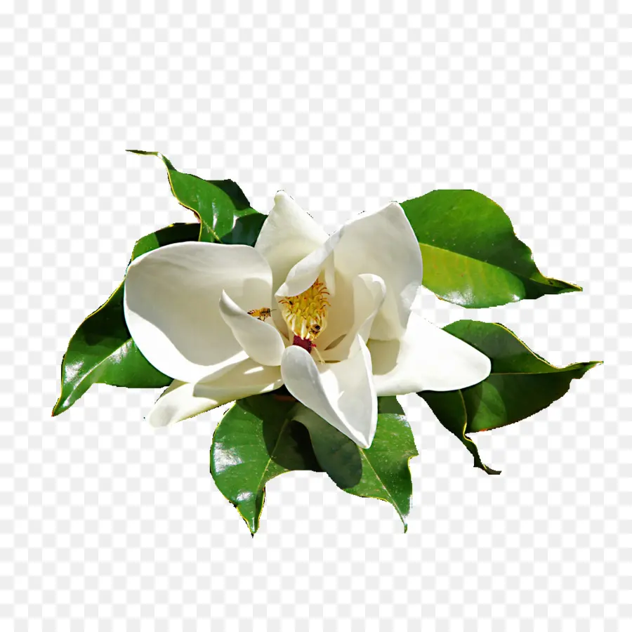 Flor，Gardenia PNG
