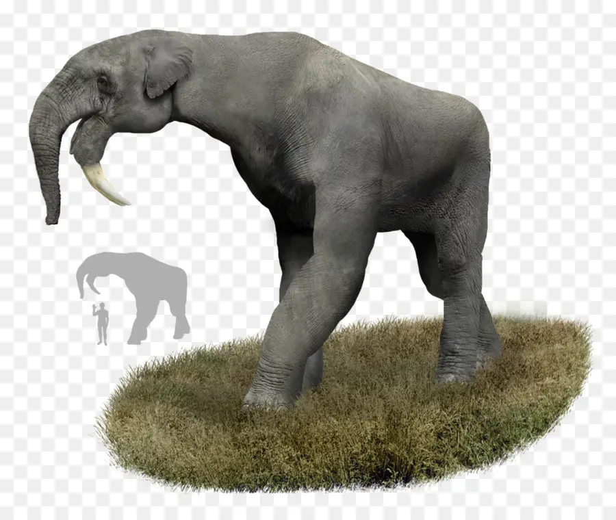 Elefante，Mamute PNG