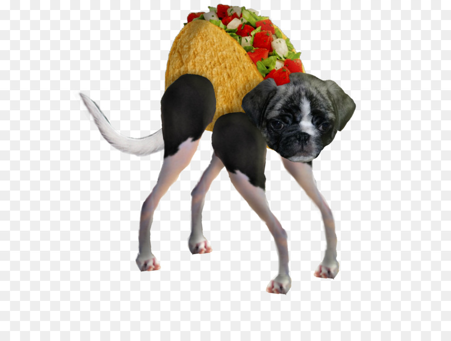 Cachorro Taco，Cachorro PNG