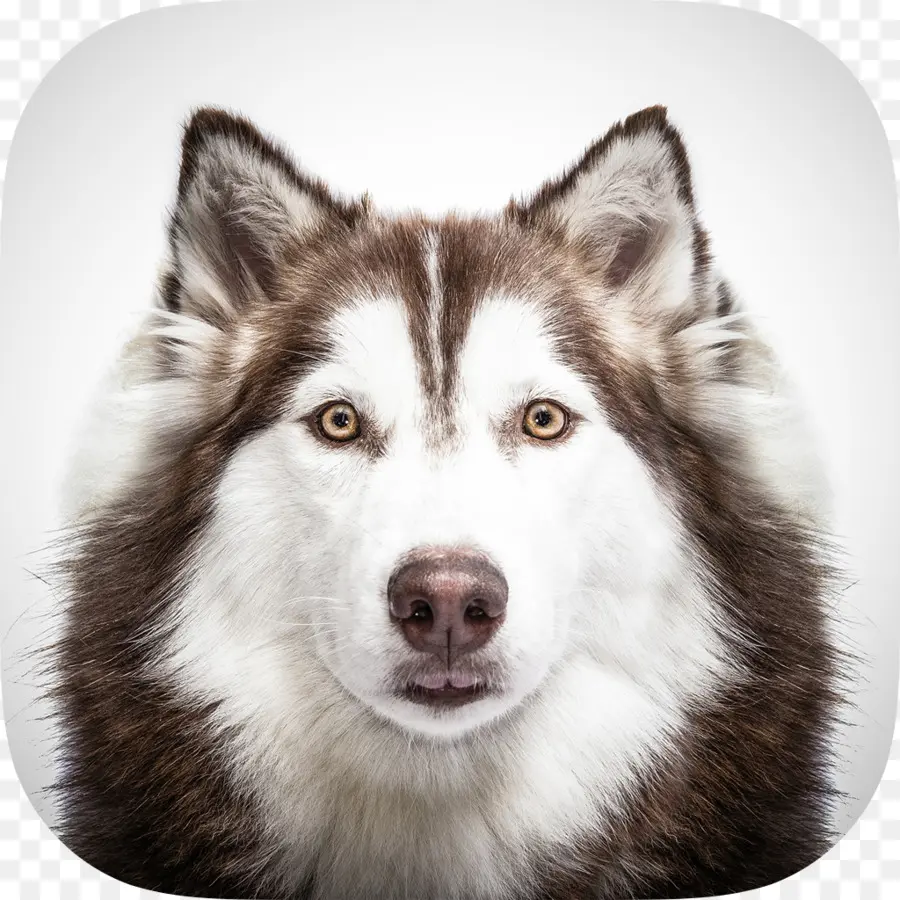 Husky，Cachorro PNG