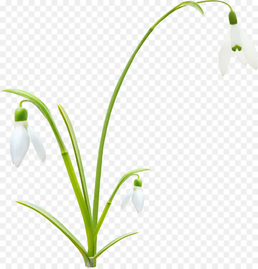 Flor，Bud PNG