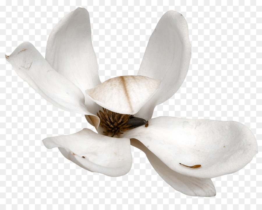 Flor，Pétala PNG