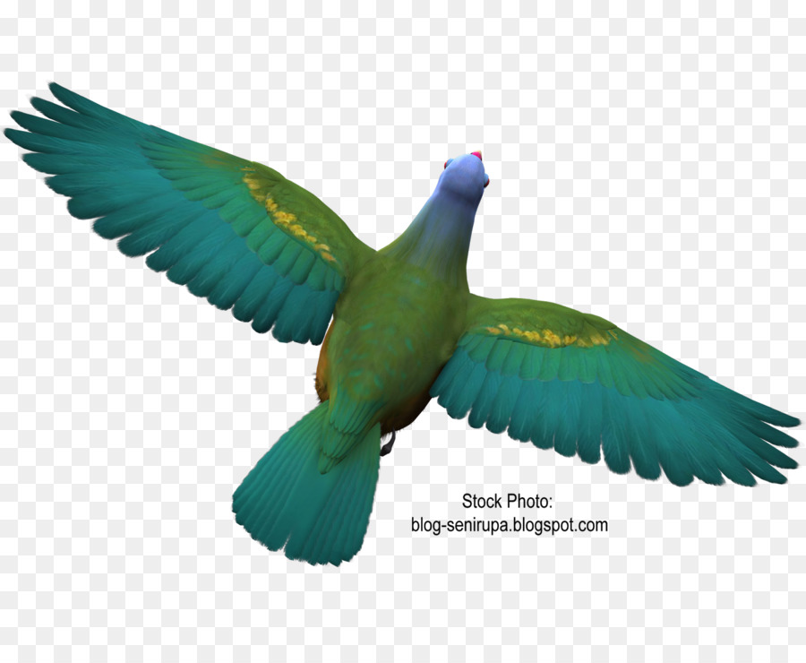 Aves，Beija Flor PNG