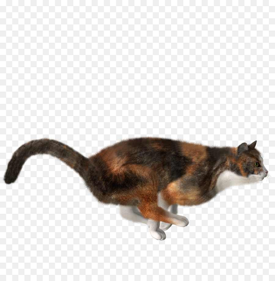 Gato，Bicho De Estimação PNG