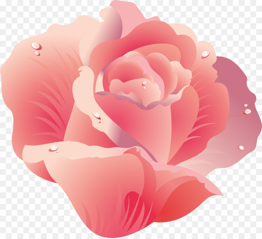 Rosa Rosa，Florescer PNG