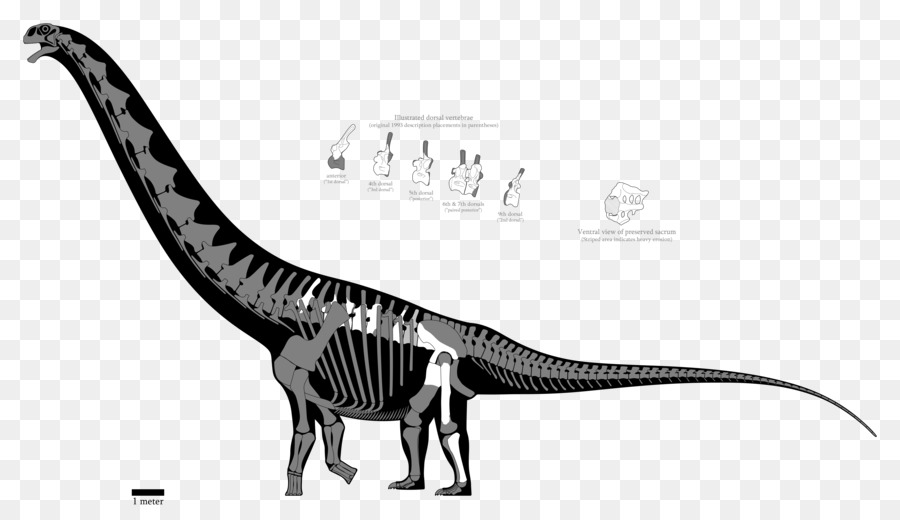 O Argentinossauro，Puertasaurus PNG