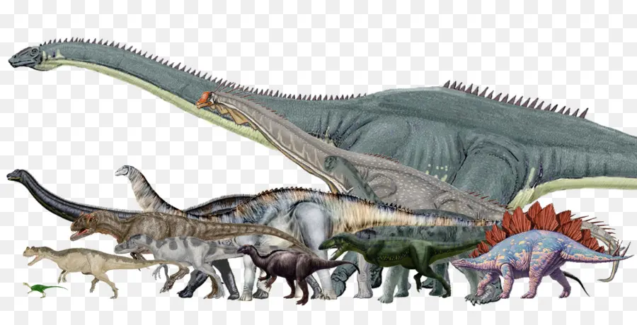 Dinossauro Tamanho，Morrison Formação PNG