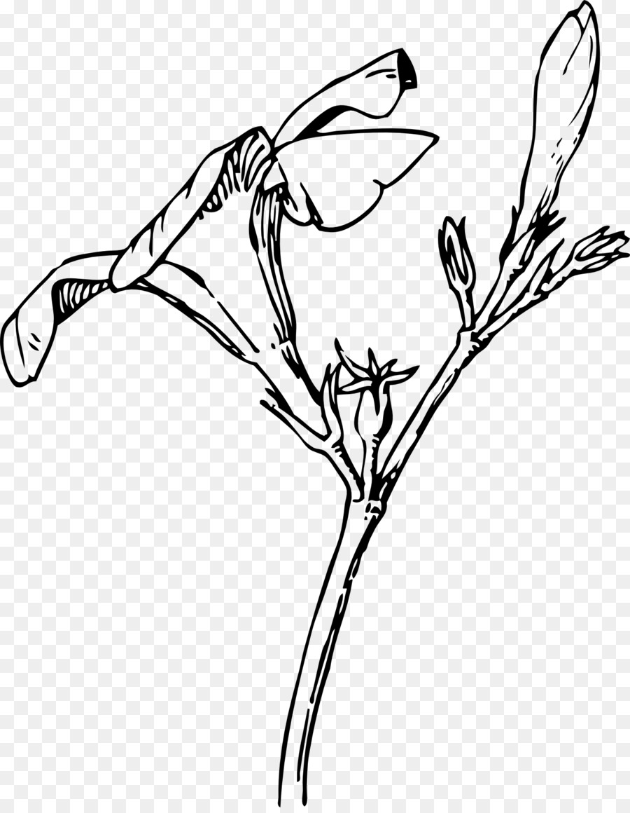 Desenho De Flor，Plantar PNG