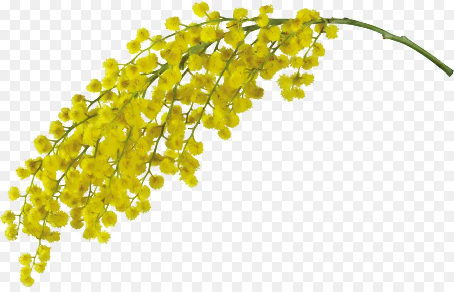 Acacia Pycnantha，Wax PNG