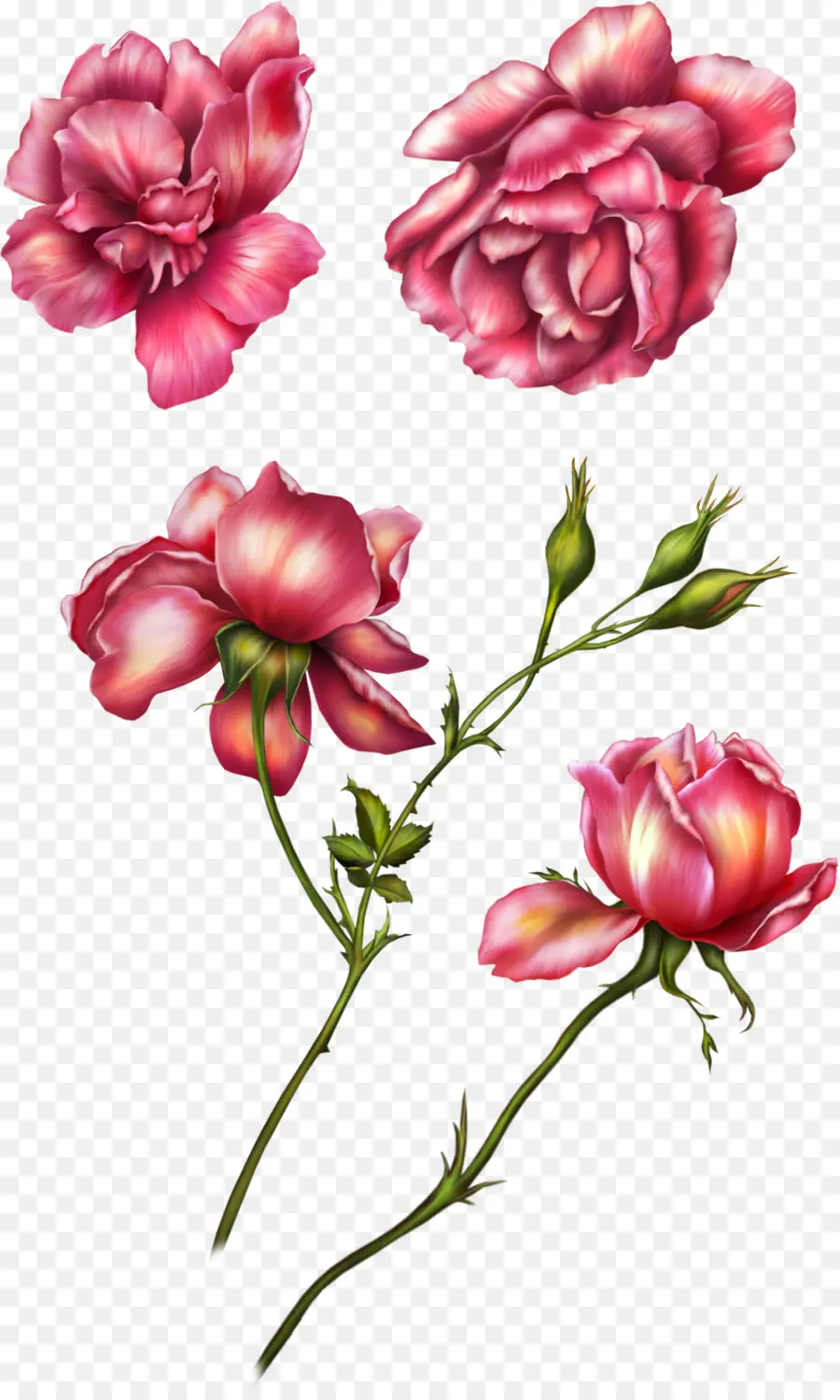 Rosas Cor De Rosa，Florescer PNG