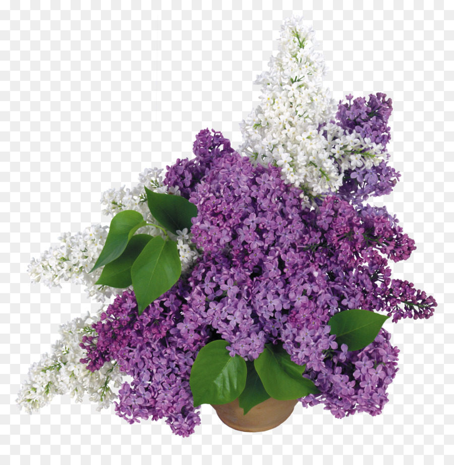 Flores Lilás，Ramalhete PNG